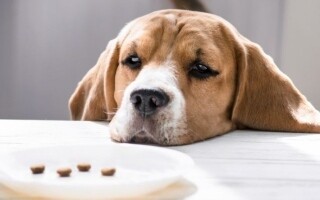 Shanghai dog becomes symbol of loyalty after owner's death