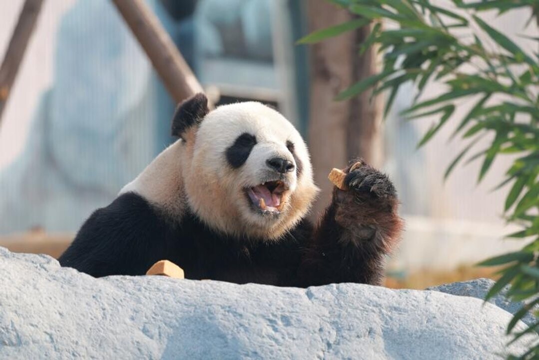 Technological Leap in Giant Panda Conservation in China