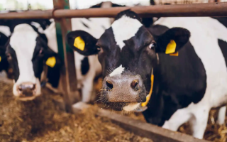 Gold Rush: Cow Gallstones Now Worth More Than Gold