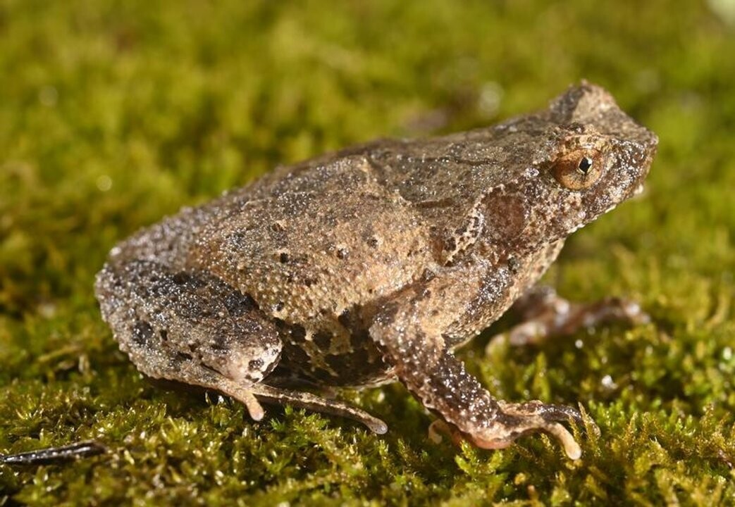 Chinese Researchers Discover New Toad Species in Guangdong Province