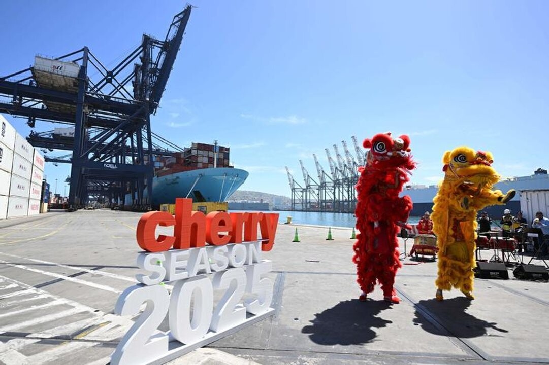 Shanghai Prepares for Record Import of Chilean Cherries