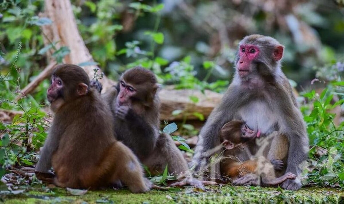 Chinese Scientists Discover Organs in Monkeys Age at Different Rates