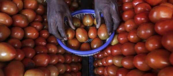 Genetic Editing Creates Sweeter Tomatoes