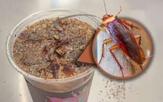 Chinese Insect Museum Sells Cockroach Coffee