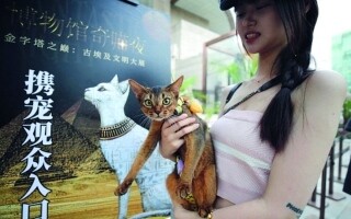 Ночь единства в Шенгхае: встреча любителей кошек