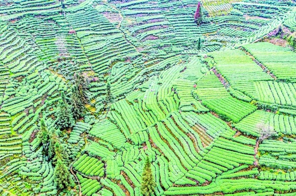 China Aims for 1.5 Trillion Yuan Tea Industry by 2030