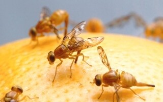 Китайские исследователи сделали прорывное открытие в гене против старения