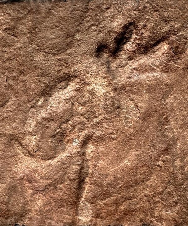 200-Million-Year-Old Dinosaur Footprints Discovered in China