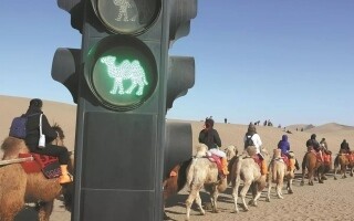 Власти Китая используют верблюжьи светофоры для управления туристическими толпами