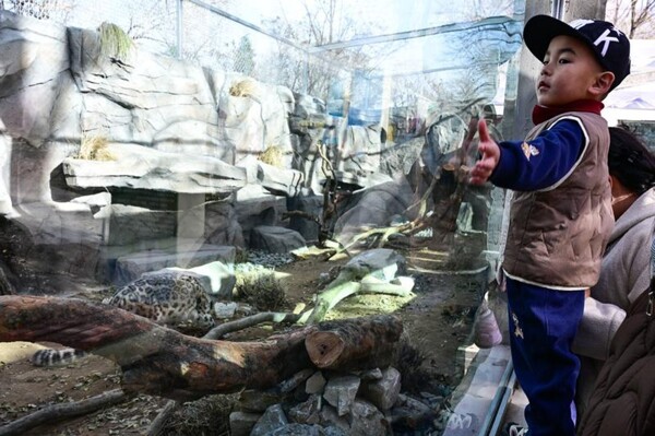 Elderly Snow Leopard Naonao Escapes from Park in China