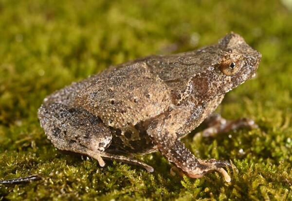 Chinese Researchers Discover New Toad Species in Guangdong Province