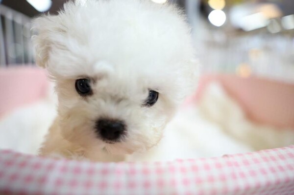 China Expands Pet Transport Service on High-Speed Trains