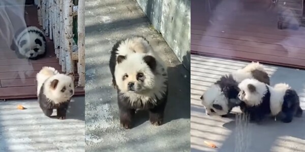 Спор в зоопарке Тайчжоу из-за выставки 'Пандовые собаки'