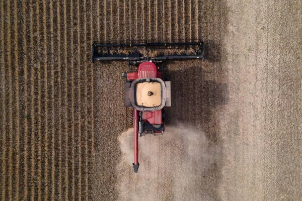 Soybean Prices Rise Amid US-China Trade Hopes