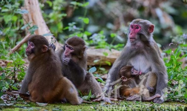 Chinese Scientists Discover Organs in Monkeys Age at Different Rates