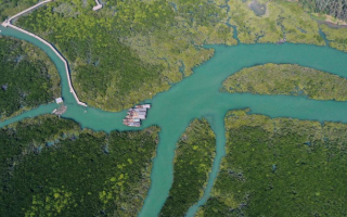 China Improves Mangrove Forests by 8300 Hectares